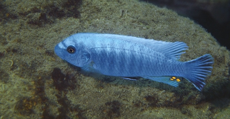Labeotropheus trewavasae 'Chiloelo'